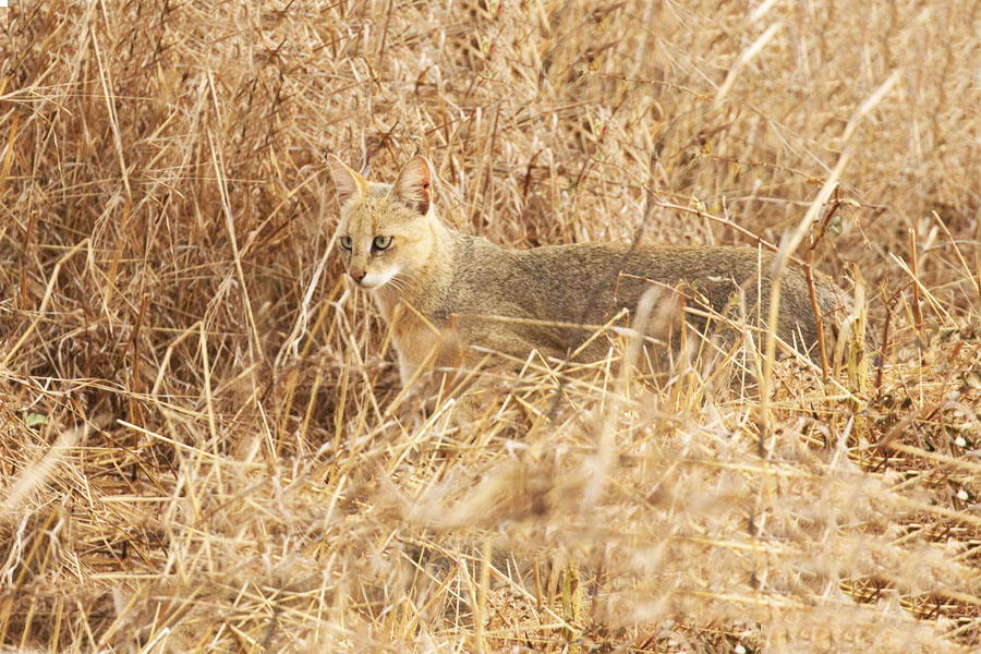 TADOBA NAGZIRA AND PENCH NATIONAL PARK TOUR PACKAGE